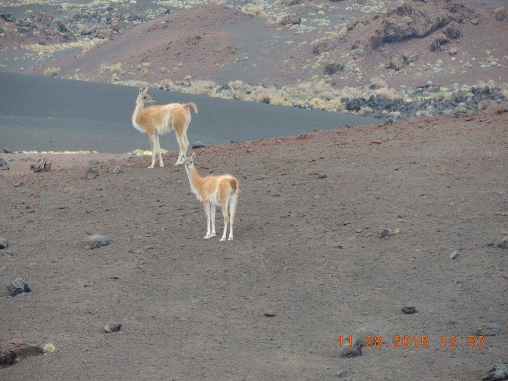 Apart El Nevado Malarguee المظهر الخارجي الصورة